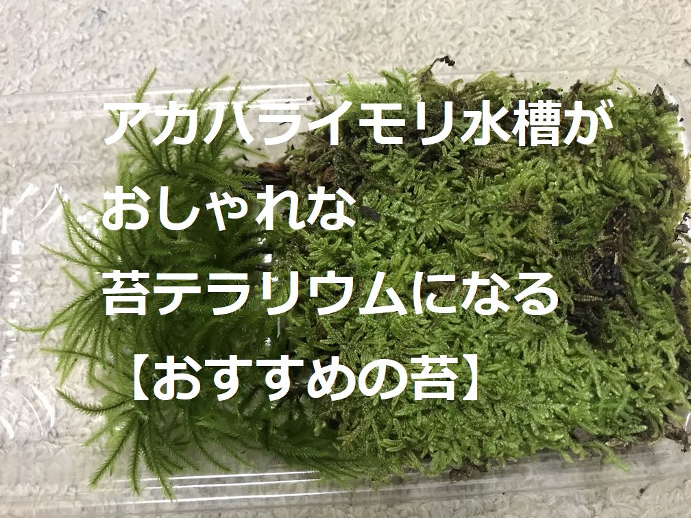 アカハライモリを飼育する水槽のイモリウムにおススメの植物【おすすめの苔】 | イモリちゃんねる