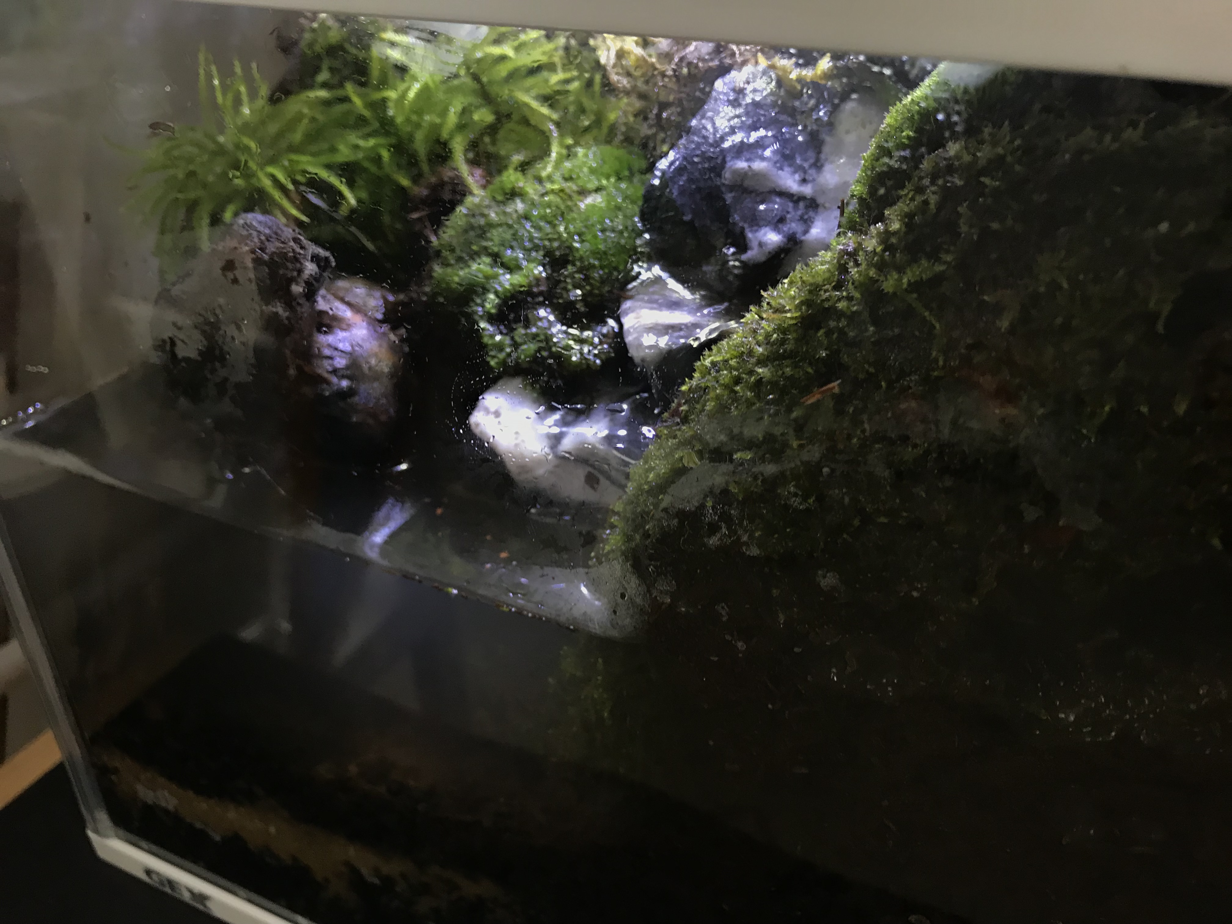 アカハライモリの飼育｜アカハライモリ水槽立ち上げ2019年10月25日