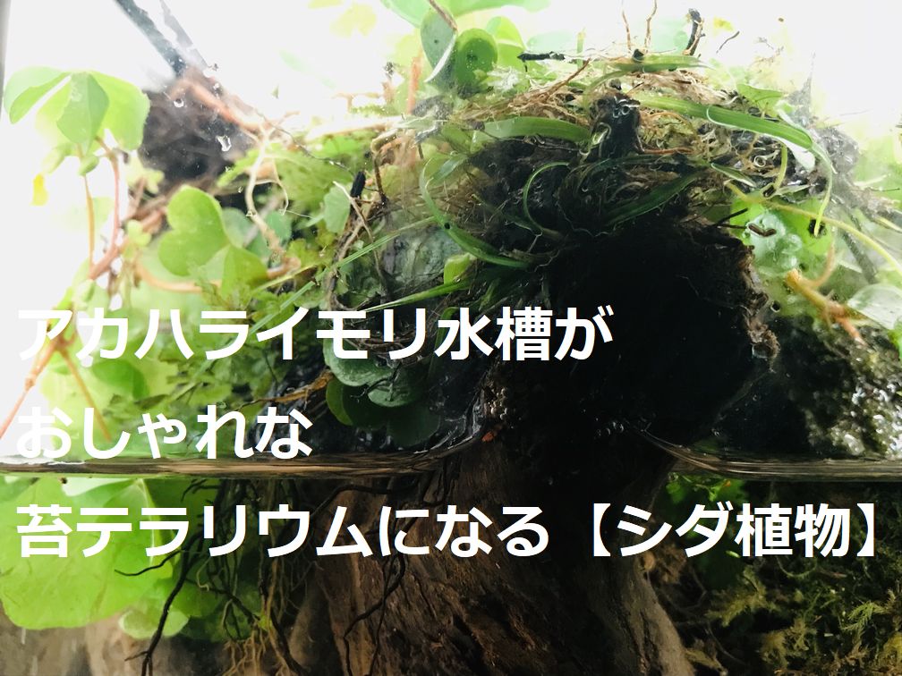 アカハライモリを飼育する水槽のイモリウムにおススメの植物【シダ植物】 | イモリちゃんねる