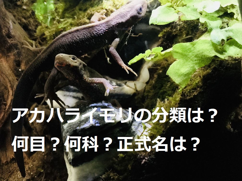 アカハライモリの特徴と飼育方法と日本のイモリの種類 | イモリちゃんねる
