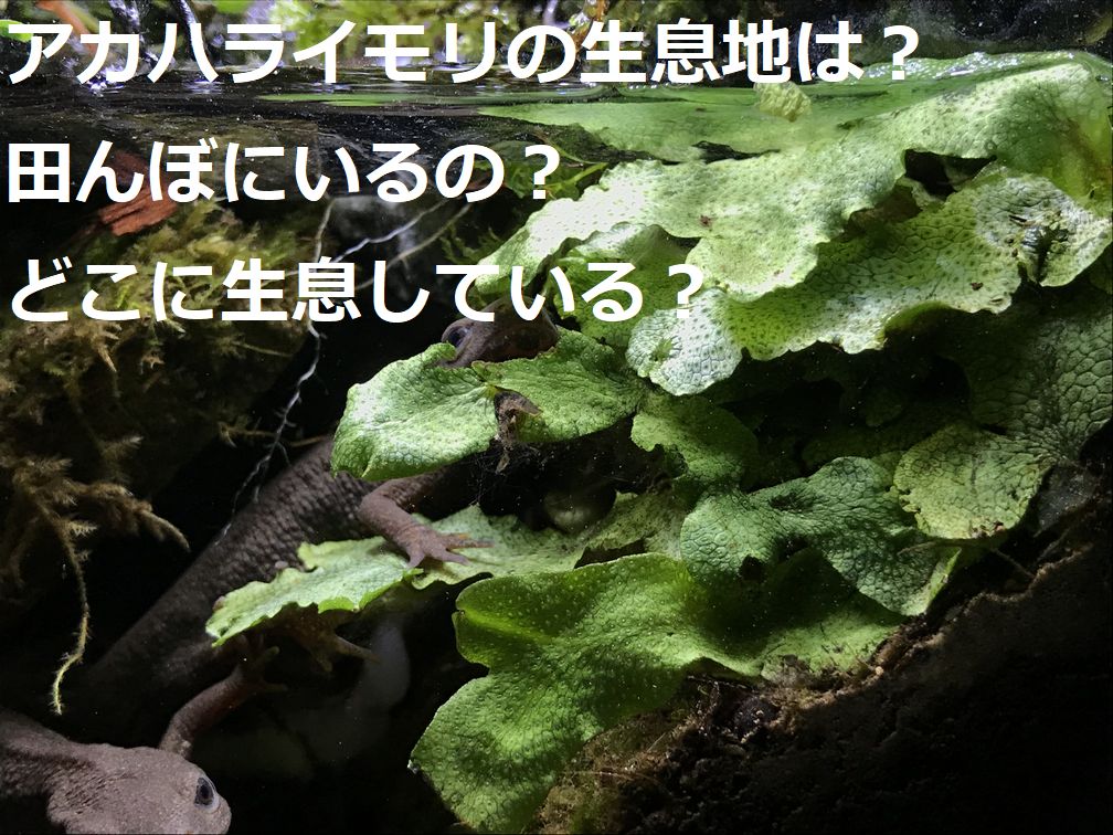 アカハライモリの特徴と飼育方法と日本のイモリの種類 | イモリちゃんねる
