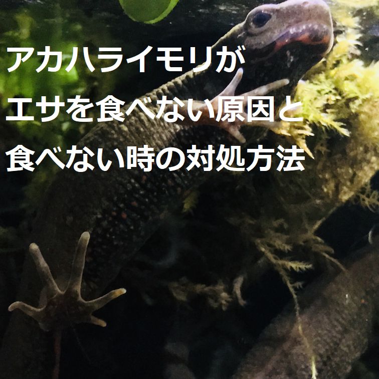 イモリ、ヤモリ、トカゲなどが餌を食べない原因と餌を食べない時の対処方法 | イモリちゃんねる