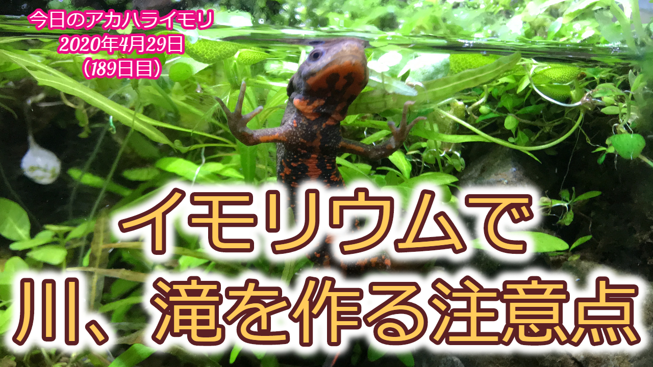 イモリウム 川、滝を作る注意点 | イモリちゃんねる